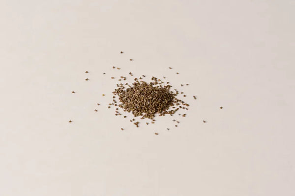 Celery Seed