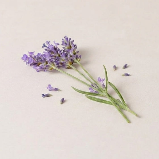 Lavender Extract