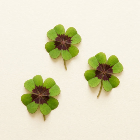 Red Clover Extract