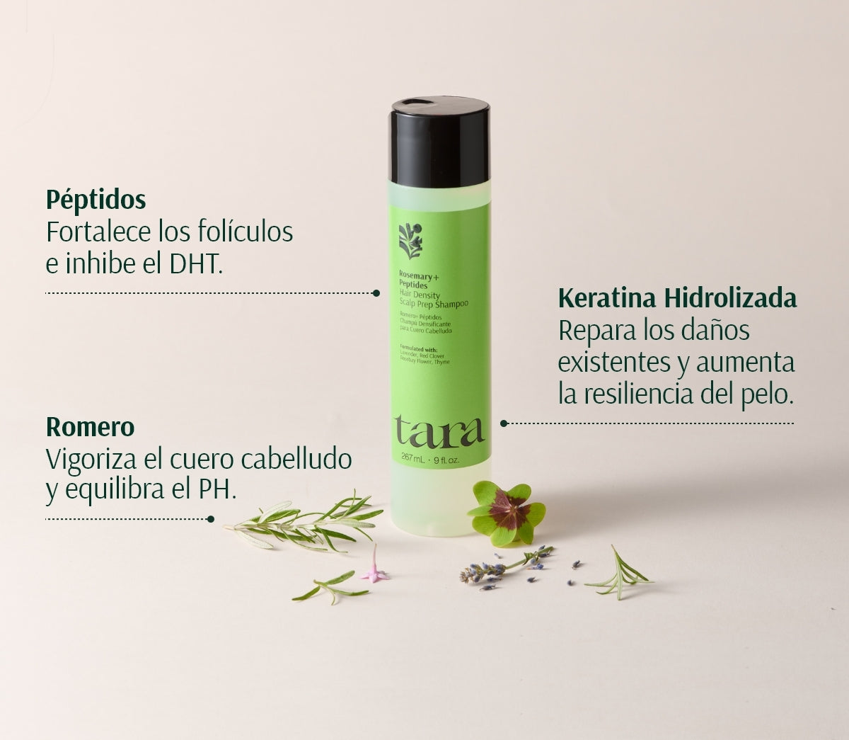 شامبو اكليل الجبل  + الببديتات لتهيئة فروة الرأس