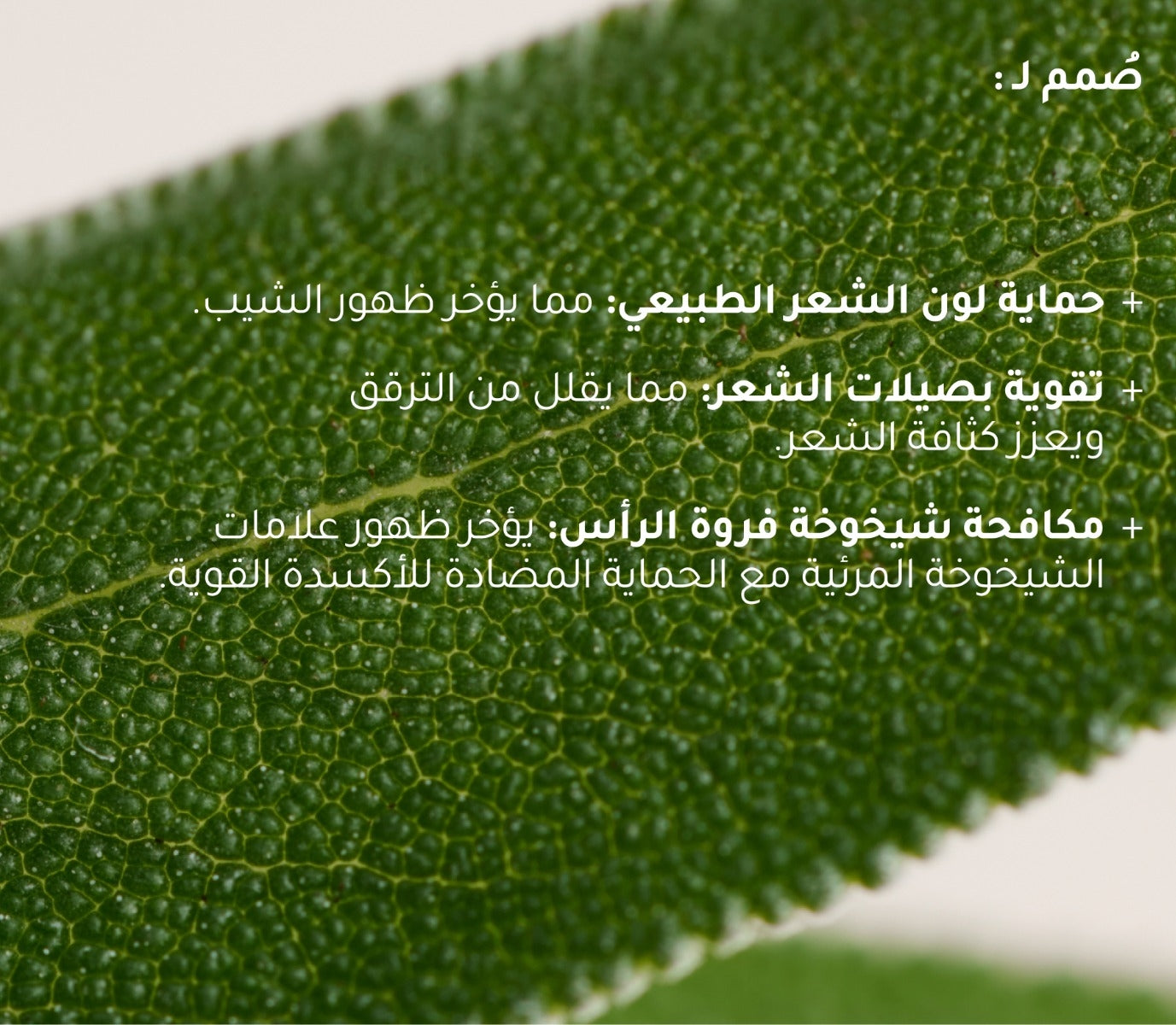 سيروم لفروة الرأس الميرمية + الفيتامينات المتعدده  لمقاومة الشيب وعلامات شيخوخة الشعر