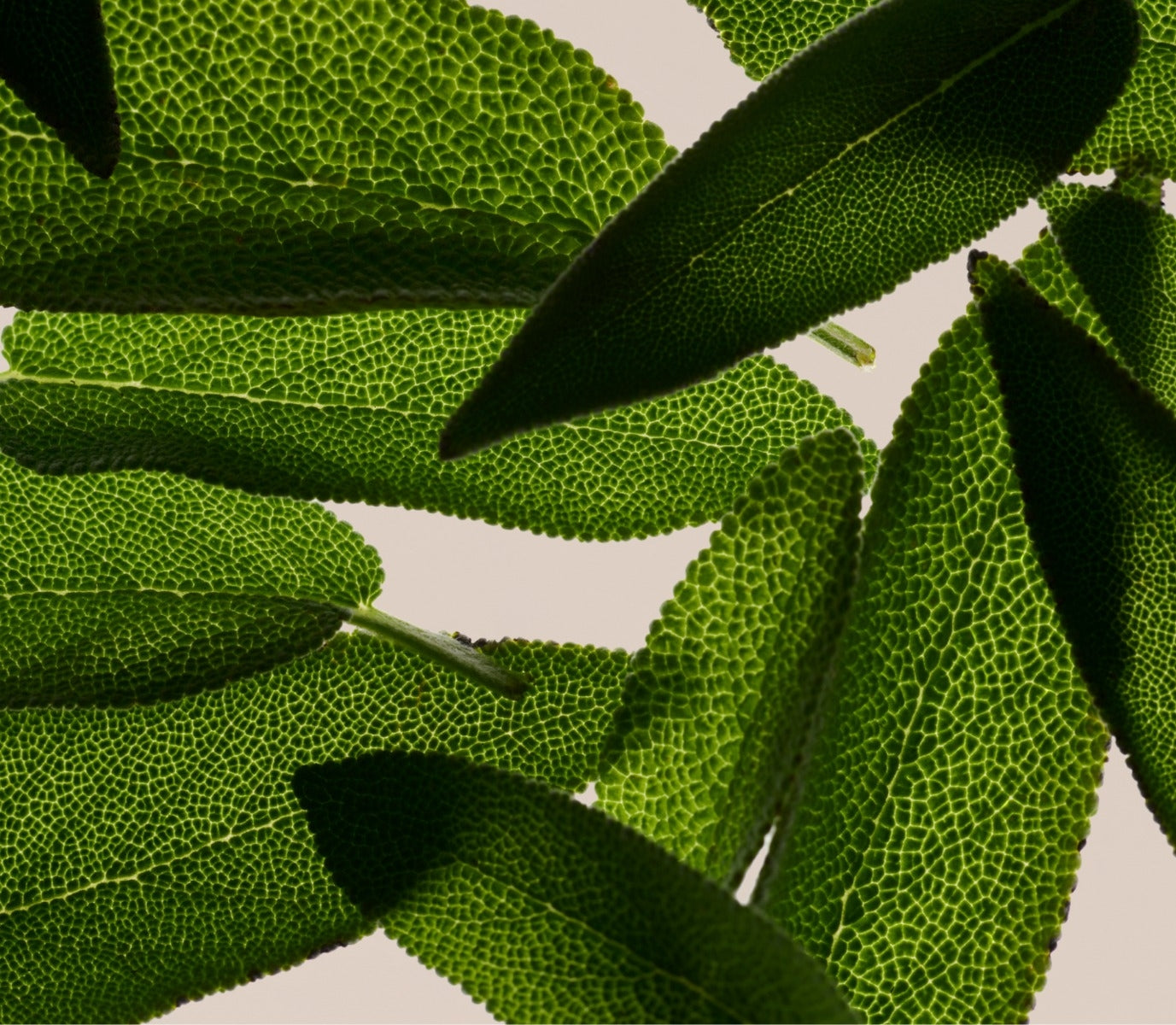 Revitalizing Shampoo