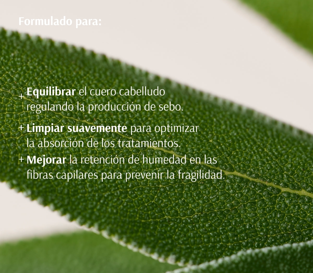 شامبو الميرمية + الفيتامينات المتعدده لمحاربة شيخوخة الشعر